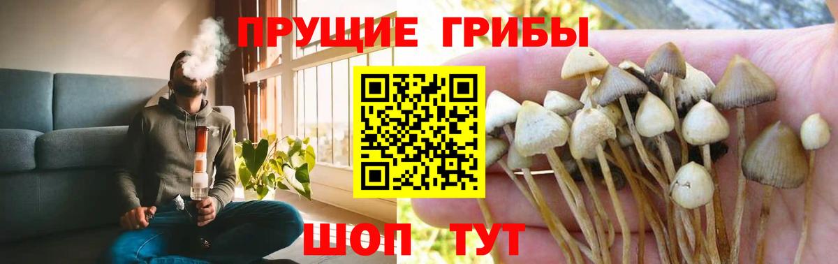 Касимов  Галлюциногенные грибы Psilocybe  Вход с VPN 